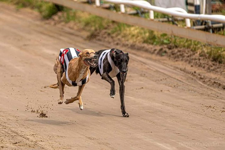 Succéhelg för Ditzy&nbsp;Doo-barnen